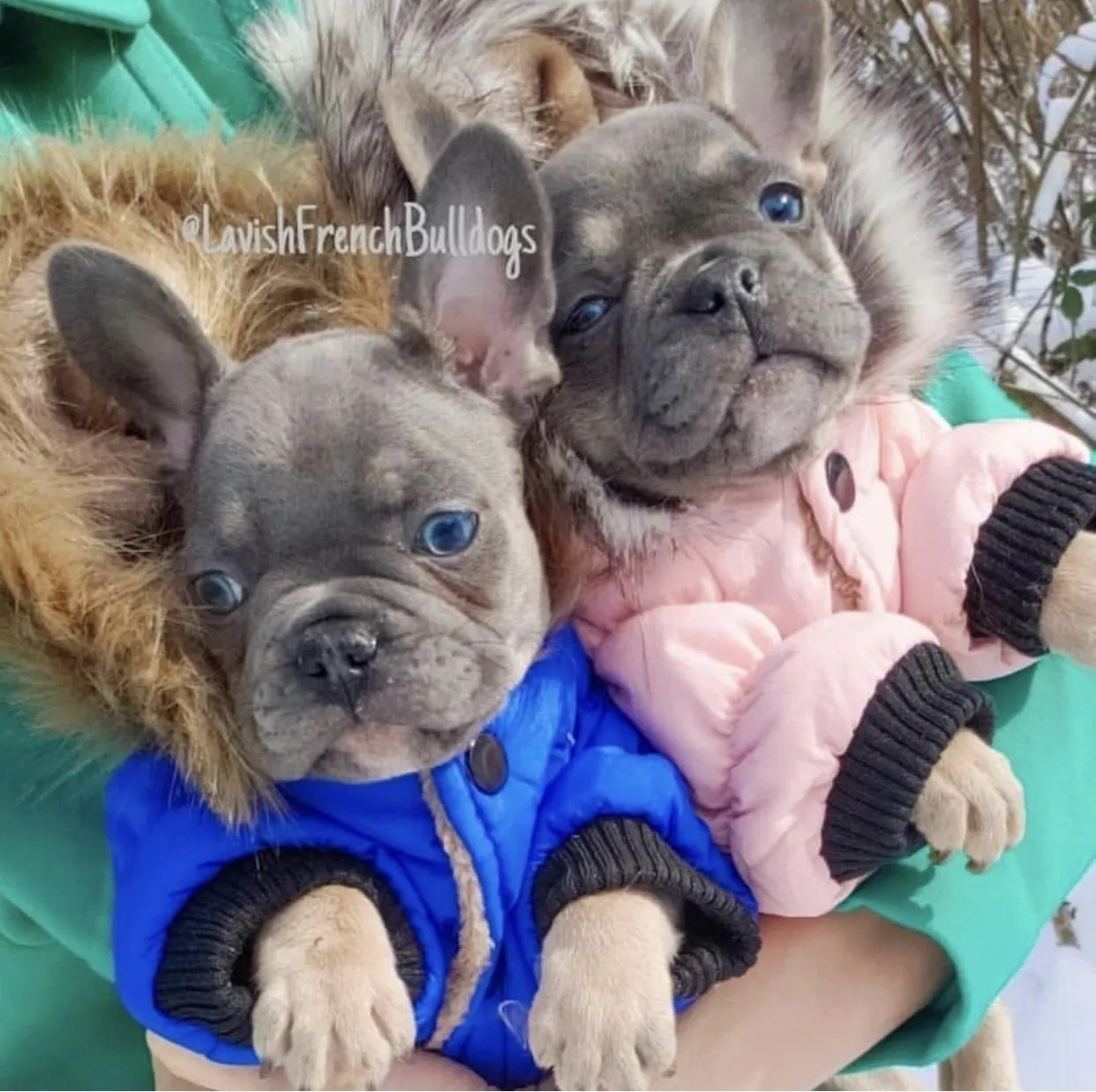 Pawcler Jacket